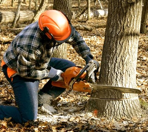 Tree Removal in Larsen, WI